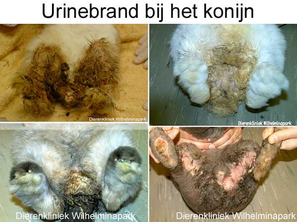 Konijnen die urinebrand hebben gekregen door een E. cuniculi